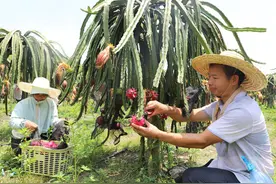融水：火龙果喜获丰收 游客采摘欢乐多图片