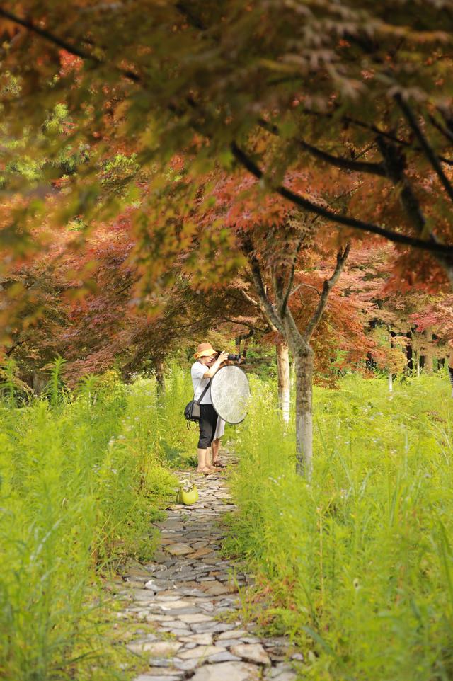 鹤峰：红枫漫林间 夏日纳凉天