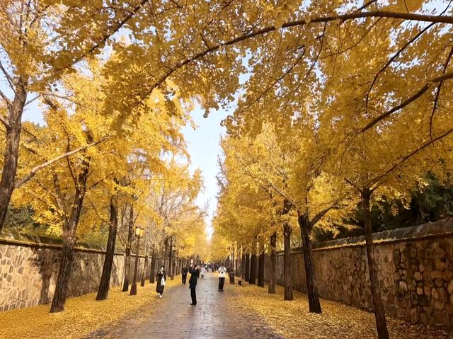 北京日报社区小板报 | 预计本周还有两次冷空气过程