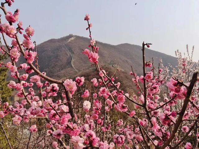 梅花开了！来这条精选的怀柔区郊游线路感受春意盎然