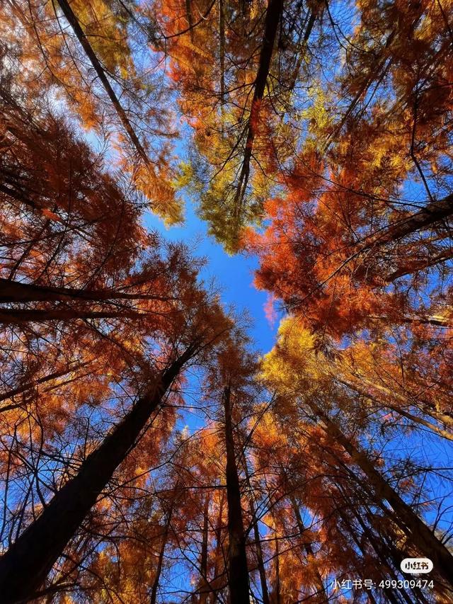把冬天拍成油画！上饶这片水杉林，氛围感直接拉满