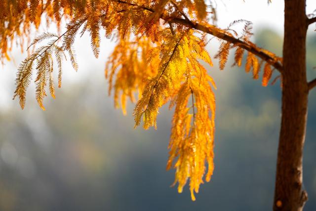 层林尽染！到合肥滨湖方兴湖公园打卡冬日浪漫