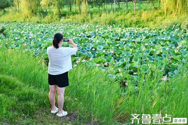 壹点号·秀山东｜黄河公园夏韵悠悠荷满塘