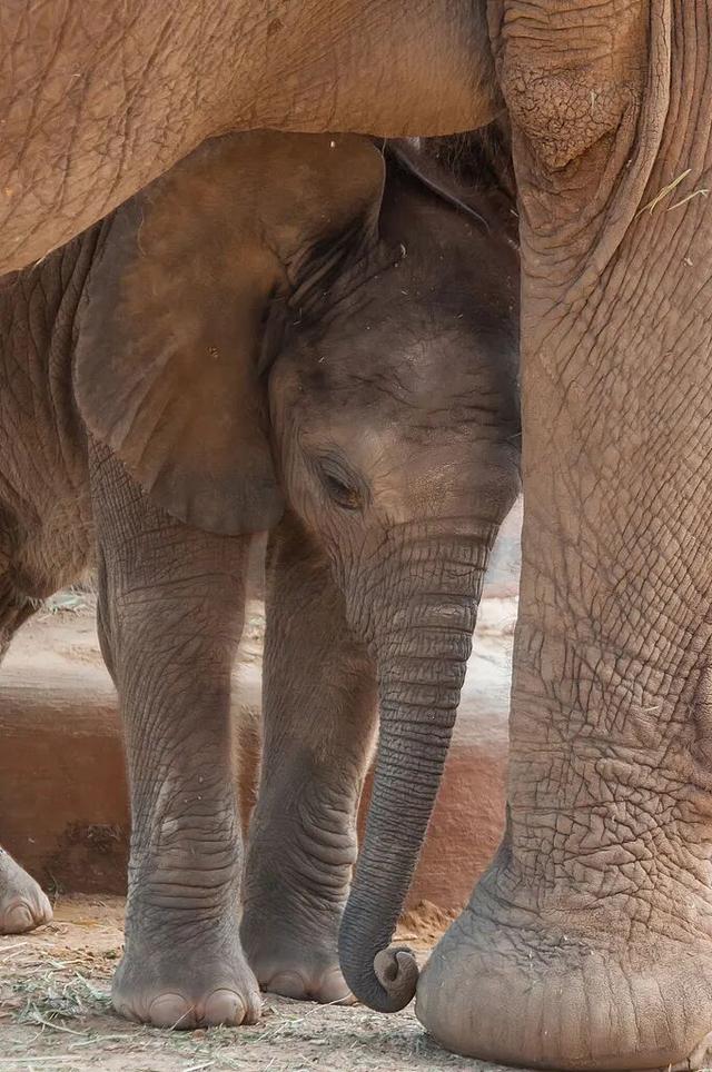 南非暖冬・野奢大年｜与天乐同行，在非洲暖阳里解锁新春新境