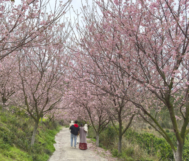 赶紧收藏！2026桂林早春赏花攻略！周末出游直接冲！