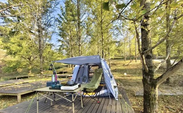 千年银杏韵，金黄满地诗，金色海洋游玩攻略来了！