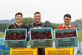 高质量发展调研行｜走进中国清水龙虾之乡江西吉水：稻虾共作打造乡村振兴的“金名片”图片