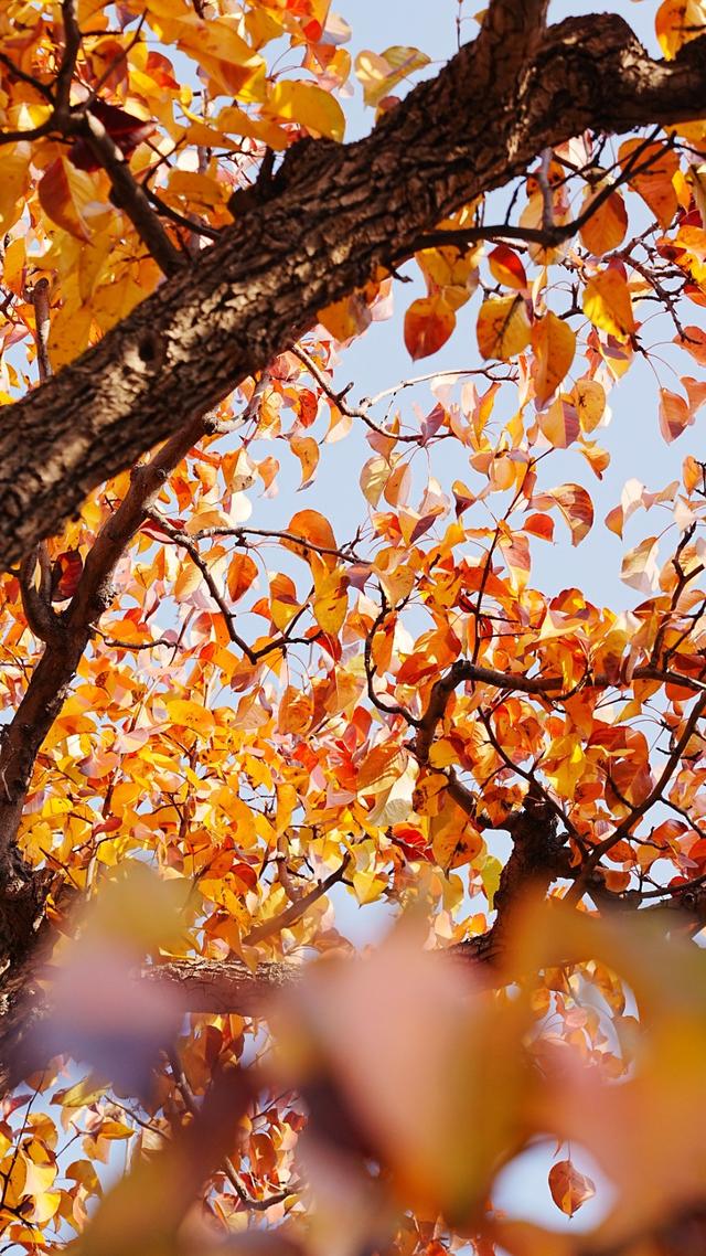 醉美金秋！一起邂逅什川古梨园的百年浪漫！