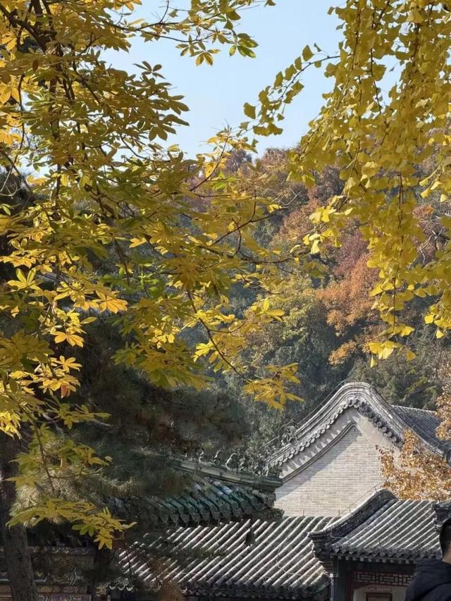 满枝金黄！门头沟千年古银杏进入最佳观赏期