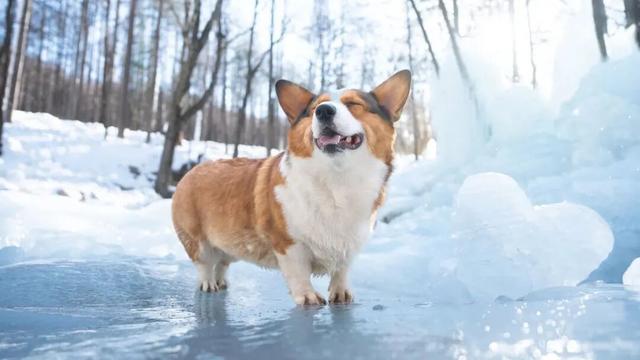 在嵩县找到了现实版「冰雪奇缘」！美到失语的白云山冬日