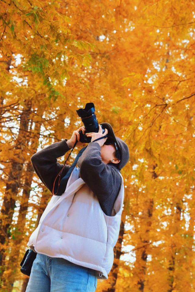 初冬限定！威海藏了片 “红杉秘境”，随手拍都是壁纸级美照