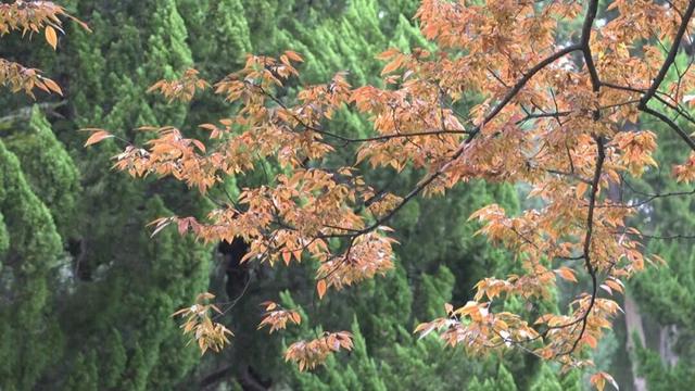 崇川，枫叶红了！