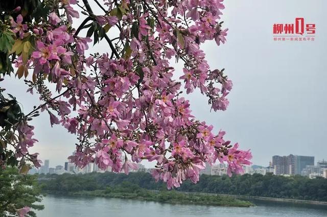 红旗映繁花！柳北已换上国庆“限定皮肤”~