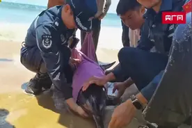 三亚成功救助一只搁浅海豚图片