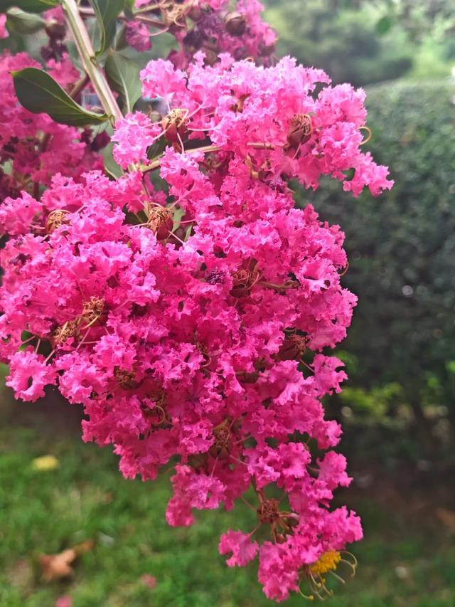绝绝“紫”！又是被紫薇花硬控的夏天