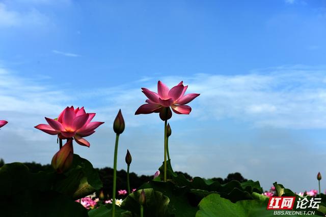 高清湖南丨荷香满村，山水为邻，走进汨罗这个静谧的村落