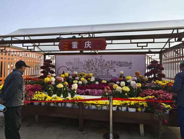 收获满满！重庆在第十五届中国菊花展览会上喜提最高奖