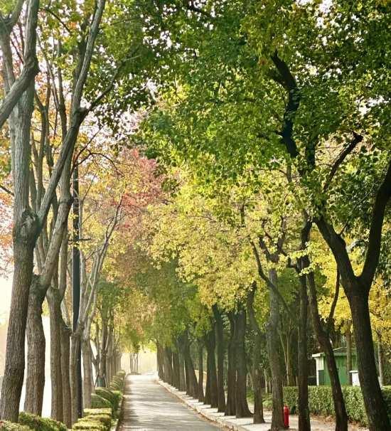 秋色浓度已拉满，申城街头 “赤橙黄绿交响曲”