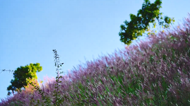 火了！玉林这片粉紫色的山坡，吸引不少人打卡