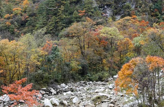 青睐绵阳 ‖ 红透了！周末去平武，沿着“百里彩林走廊”看一场雪山彩林“大片”~