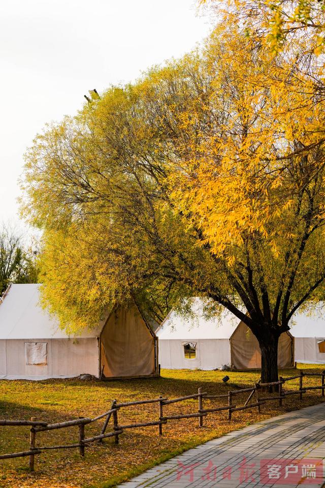 印象港区｜满目金黄，是秋写给冬的告白