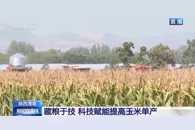 农业技术加持下 陕西玉米实现增产图片
