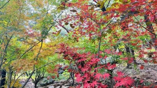 畅游青岛 文明相伴｜崂山秋日C位出道！七百年银杏迎来黄金时刻