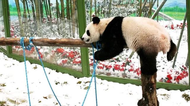 “洛阳怎么一下雪，就封神。”