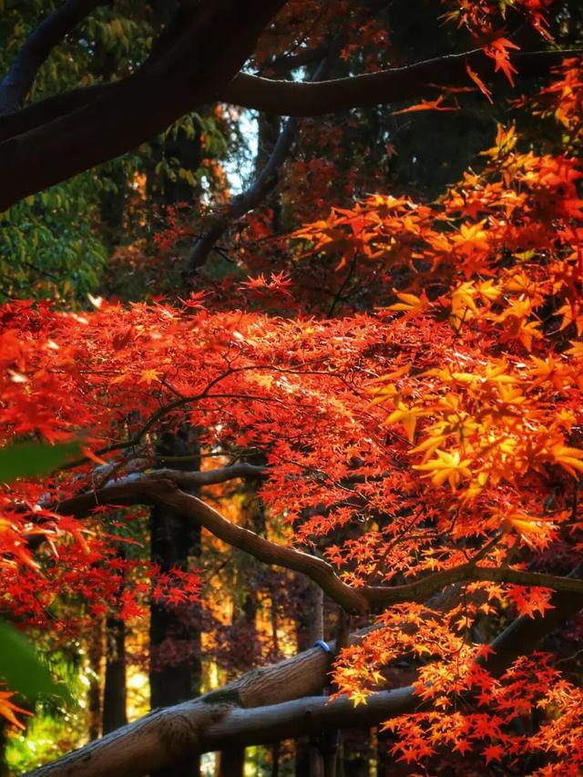 长宁的秋叶，红得醉人……