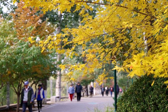 彩叶变色率超85%，玉渊潭公园推出四大赏秋打卡点位