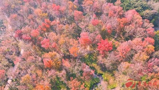 福建这几处宝地，藏着绝美“枫”景