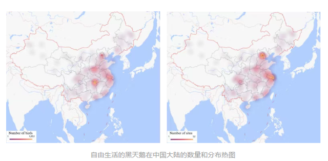 南京多地惊现“野生”黑天鹅，专家：它可不是什么善茬！