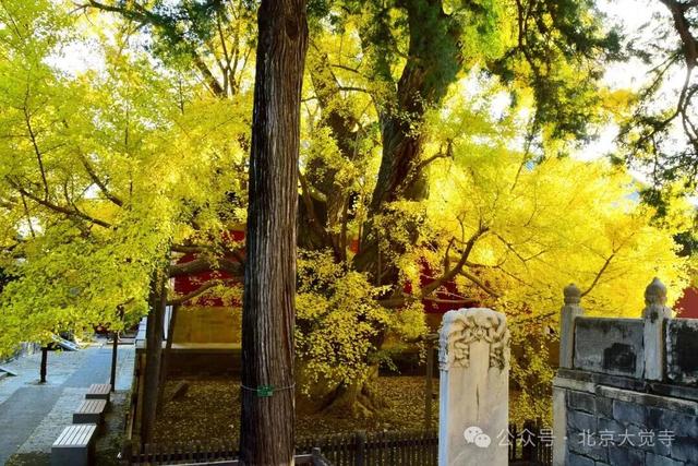 金色瀑布！北京这些千年古银杏正在最佳观赏期！