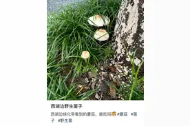 不要捡！不要吃！这种有剧毒！最近杭州路边大量出现蘑菇……图片