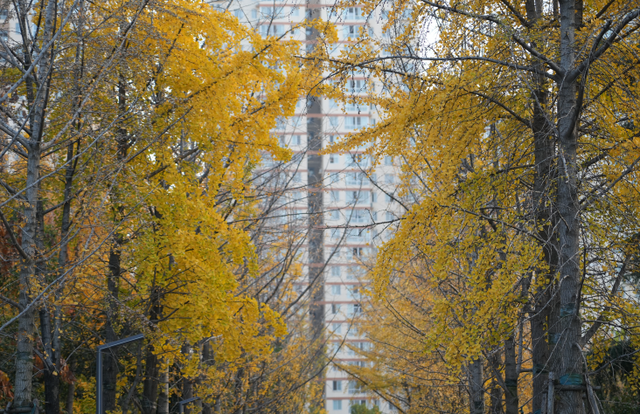 南阳市宛城区：初冬公园奏响文旅融合浪漫序曲