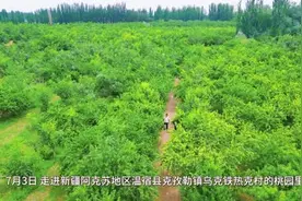 新疆温宿：“桃”气满满 爽口一“夏”图片