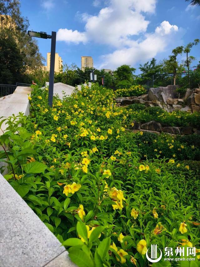 软枝黄蝉花开成瀑 潘山公园“金色天梯” 吸引打卡