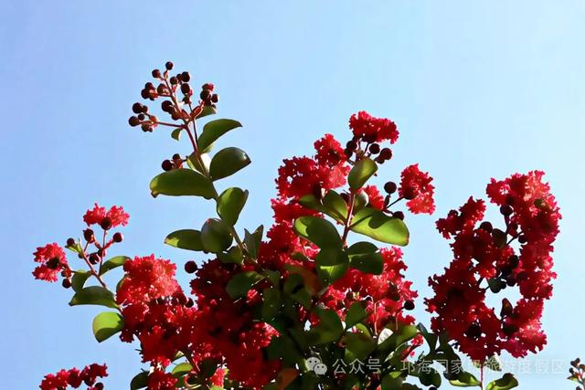 繁花似锦 | 邛海紫薇花开缀满枝头，百日浪漫尽在眼前