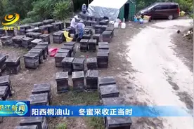 阳西桐油山：冬蜜采收正当时图片