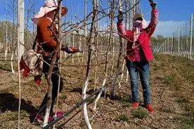 苹果园春季如何清园图片