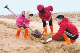 跋涉千里他们在甘肃民勤沙漠种下梭梭树图片