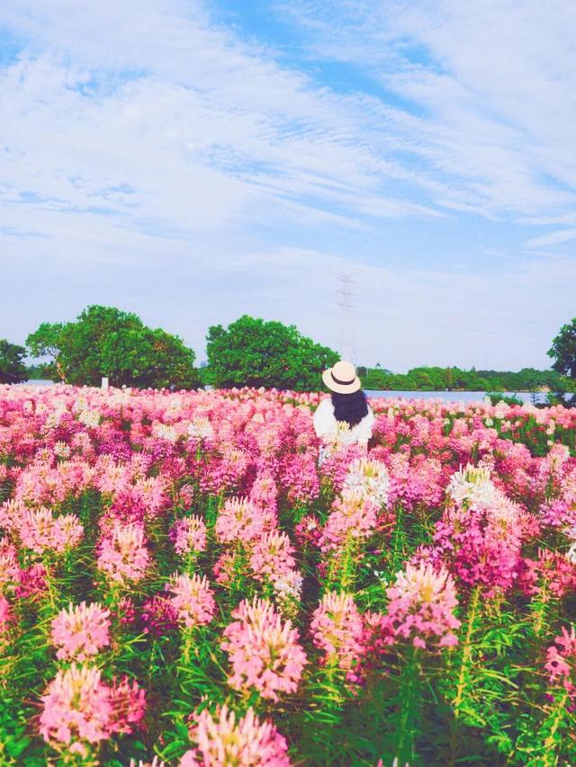 全网爆火！被里水这座浪漫岛屿惊艳到了！游玩攻略→