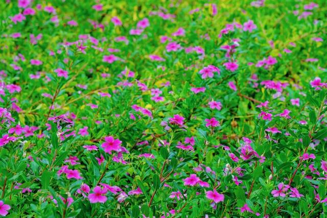 秋日惊喜！千岛湖花海正热烈~