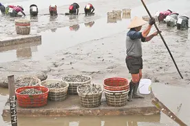 莆田涵江：蛏农在哆头海区的滩涂上挖哆头蛏图片