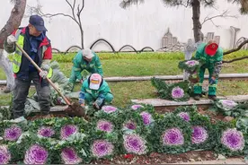 沈阳街头变样了！这种植物好看但不能吃→图片