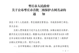 186棵！枣庄市公布首批二级保护古树名录图片
