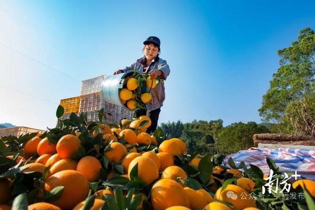 解锁冬日甜蜜！平远脐橙购买最全攻略来了