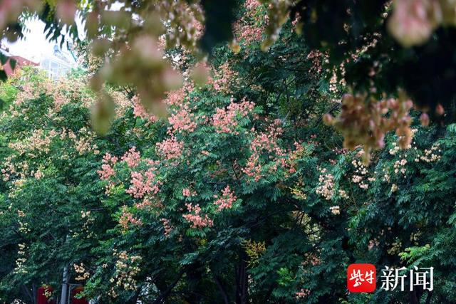 花容悦貌｜美！南京浦口“栾树大道”秋色藏不住