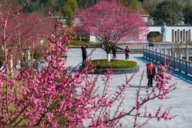 重庆南川：梅花盛开迎客来图片