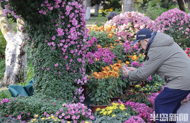 秋日赏菊正当时，老年游客成主力